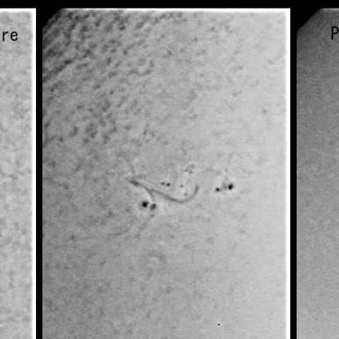 黒点（彩層から光球へ）