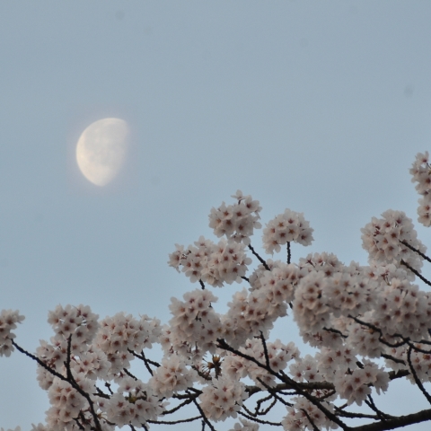 桜と月