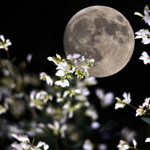 中秋の名月（２）「萩の月」