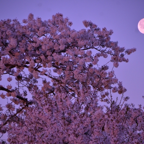 朝焼けの桜と月