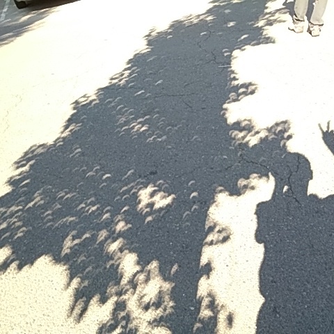 木漏れ日の日食、8月21日