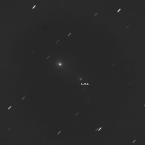 240P(NEAT)と分裂核