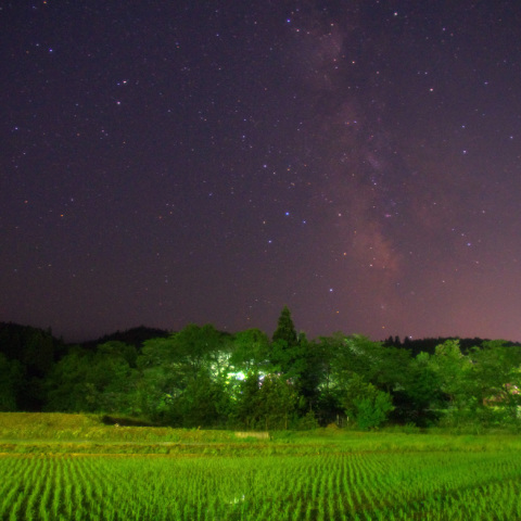 米どころの初夏