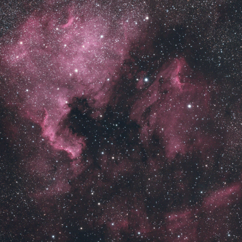 北アメリカ・ペリカン