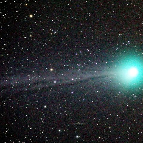 尾をひくラヴジョイ