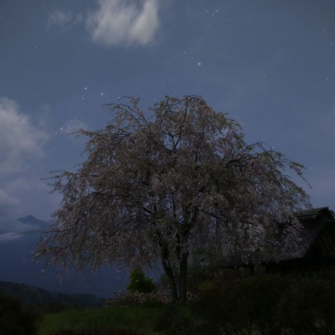 傾くオリオンと桜