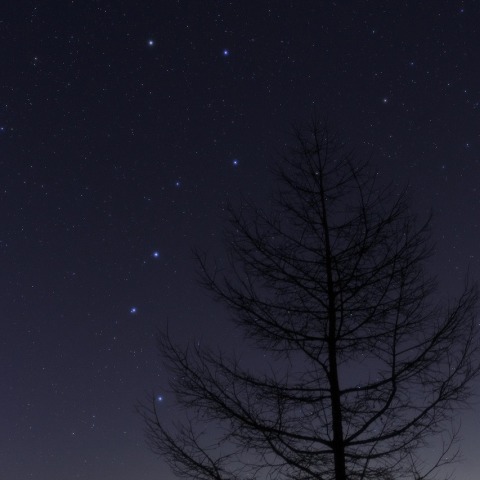 おおぐまのしっぽ