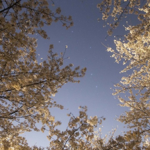 北斗七星と夜桜