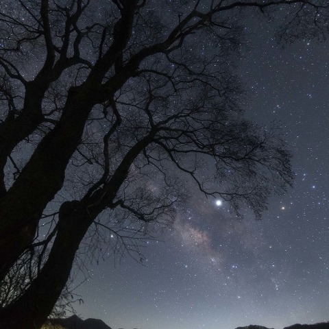 木と天の川