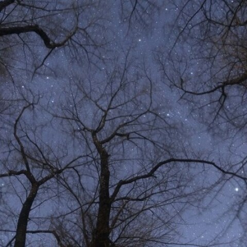 枯木立の星空