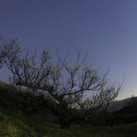梅園の北斗七星
