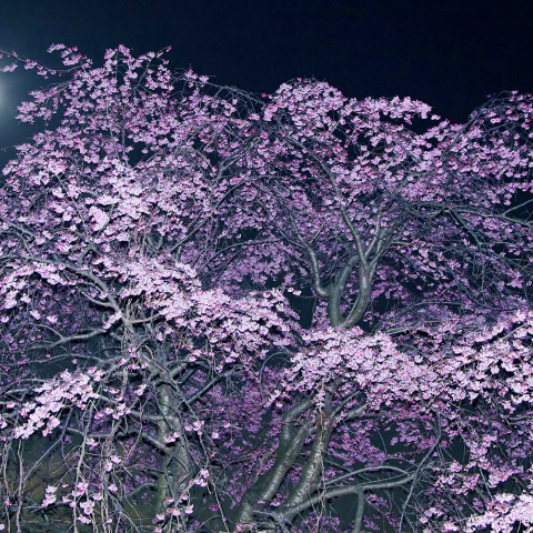 枝垂れ桜と月