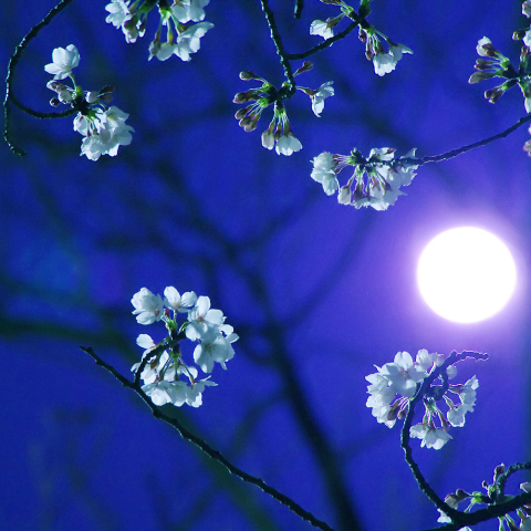 Blue Moonと夜桜