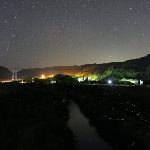 ホタルと星