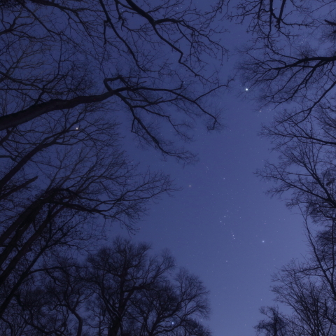 原始林の星々