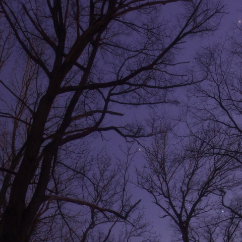 原始林の星々No2