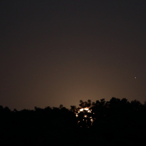 樹間にストロベリームーン