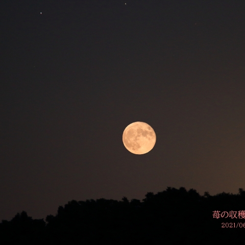 苺の収穫時期　ネィテブアメリカン
