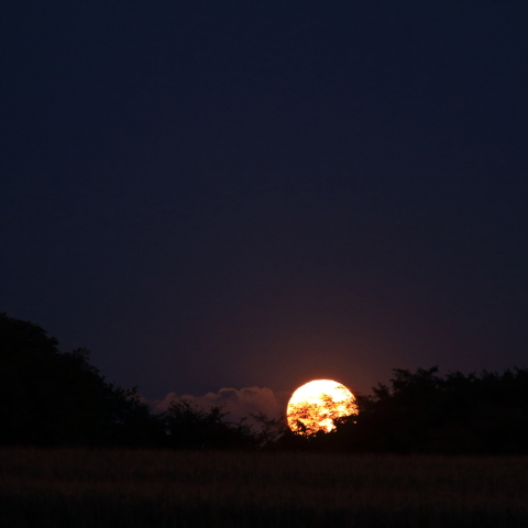 森の間から昇 中秋の名月