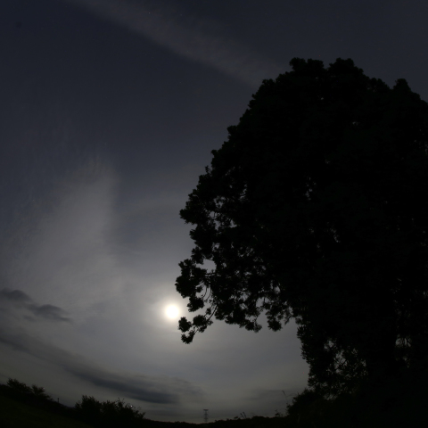 おぼろ月と一本杉