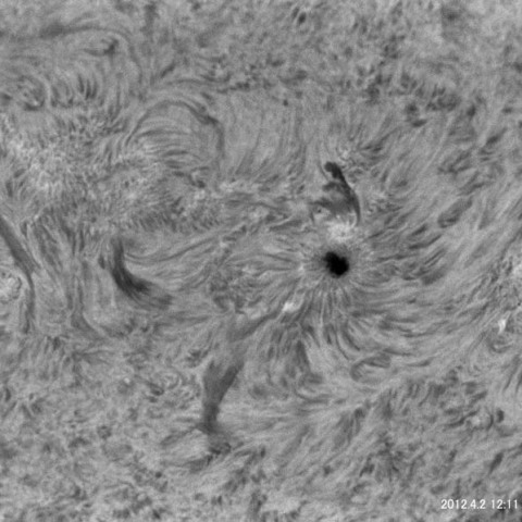 太陽表面（NOAA11445）