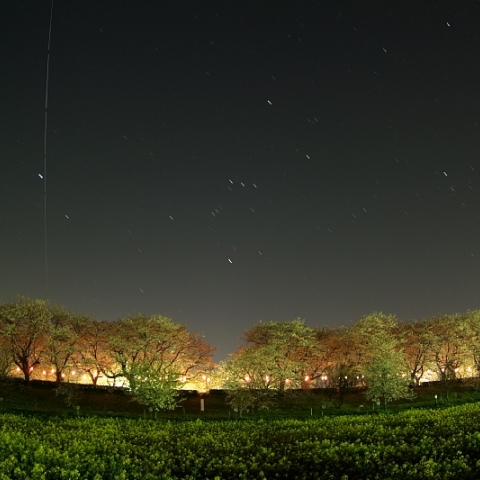 桜・菜の花・ISS