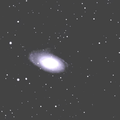 M81