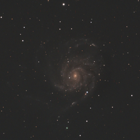 M101 銀河  超新星