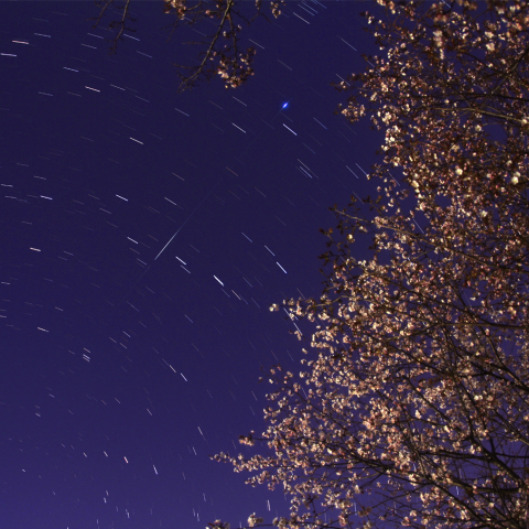 北斗七星と夜桜