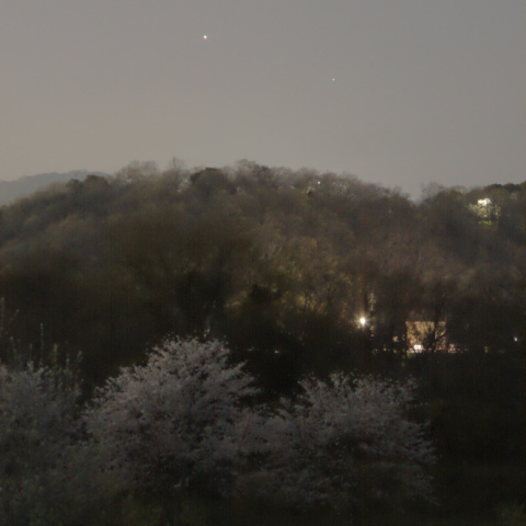 桜と水星・金星