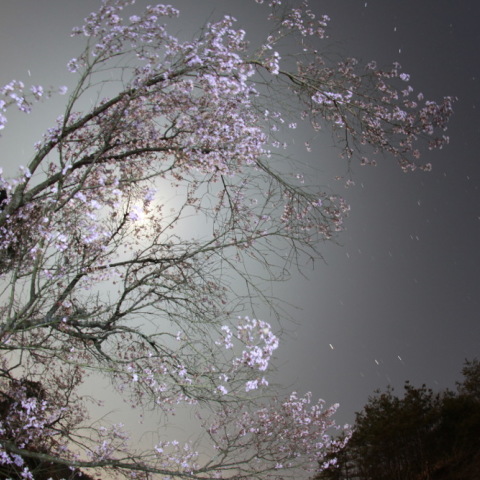 桜と月と火星