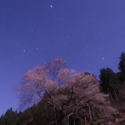 夏の大三角と岩田畝の大桜
