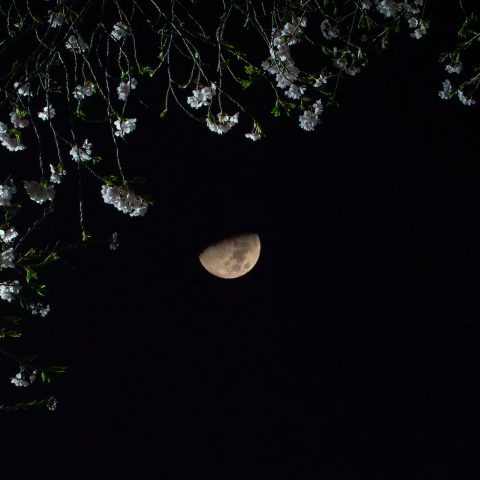 桜とSLIMのいる月