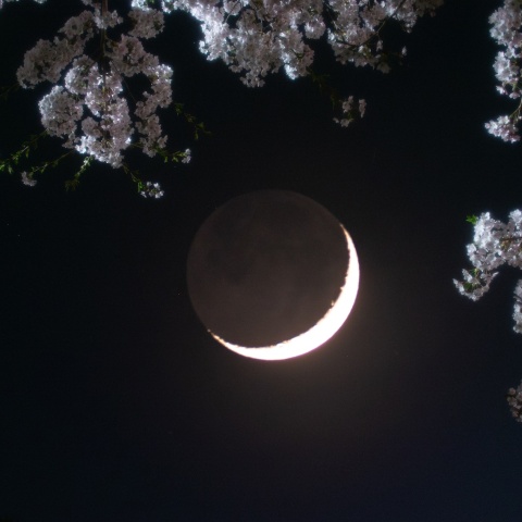 染井吉野と月齢2.7のお月様