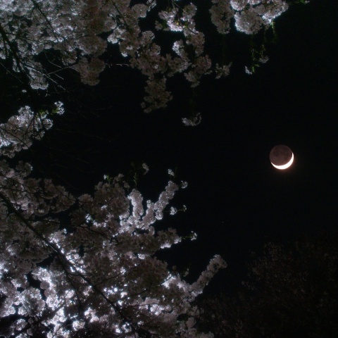 染井吉野と月齢2.7のお月様