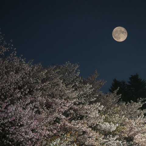 桜並木と満月