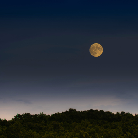 森と中秋の名月