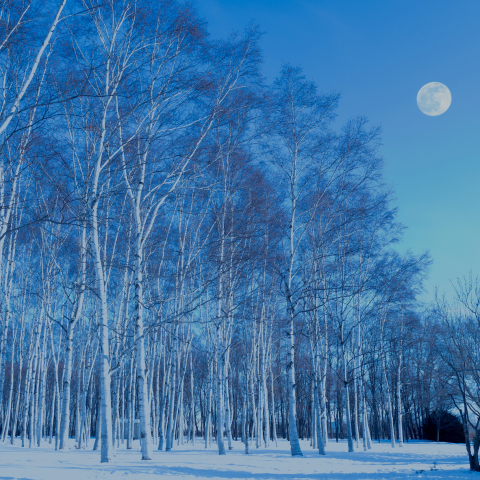 満月前日のお月さまと白樺林