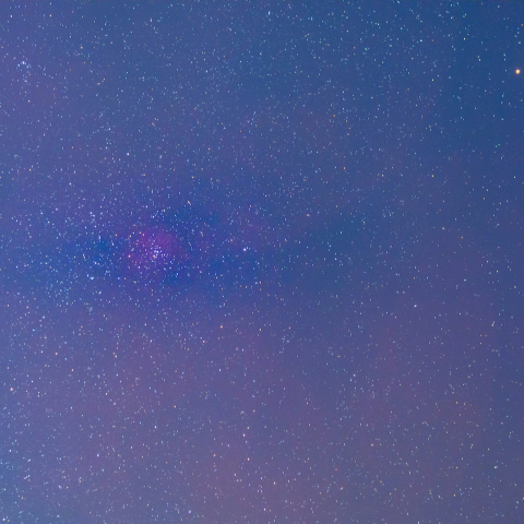 冬の夜空に咲くバラ