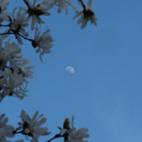 思い出のお月様