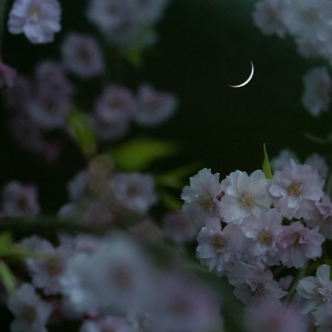 北国の桜と細いお月様