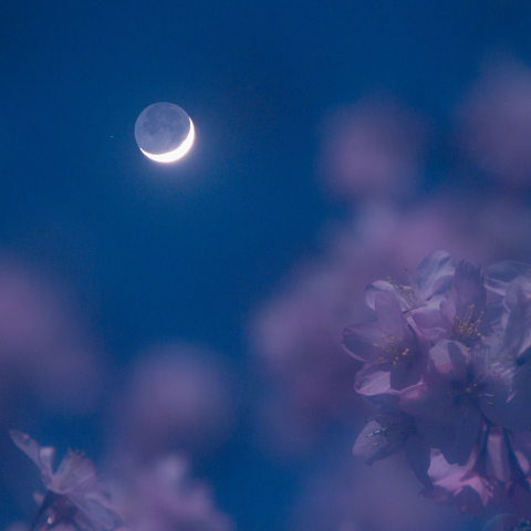 桜の季節の地球照