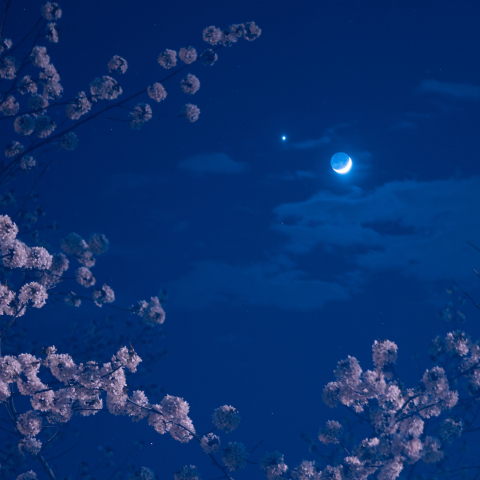 桜と金星と地球照のお月さま