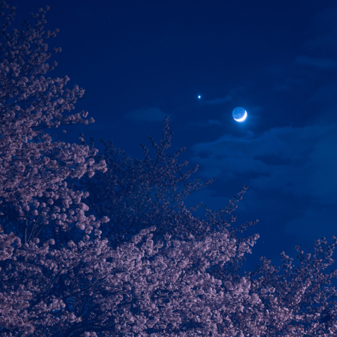 桜並木と、金星と地球照のお月さま