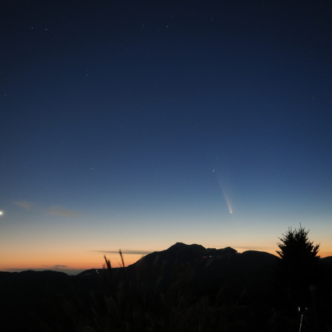 金星と並ぶ 紫金山・アトラス彗星
