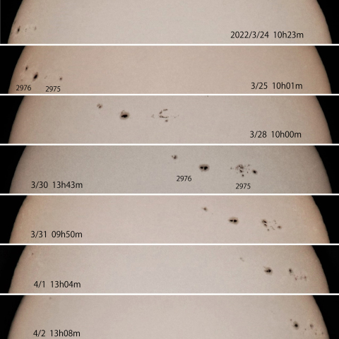 黒点群2975･2976　2022/3/24～4/2