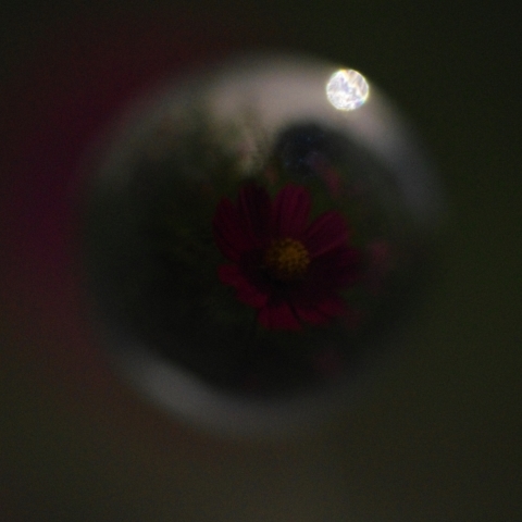 月光のコスモス