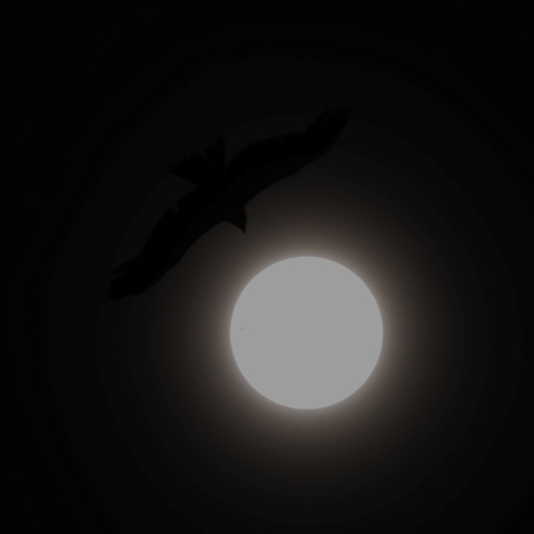 トンビもつられて日面通過（直前）