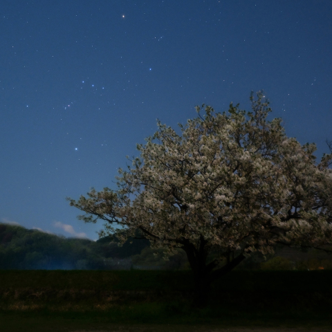 月下山桜