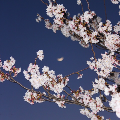 三日月と夜桜